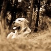Photo de Hector