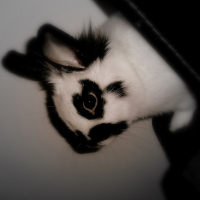 Photo de profil de Laxis