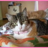 Photo de Cannelle