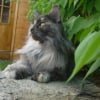 Photo de Roxy du bois des dryades