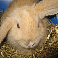 Photo de profil de Pepito
