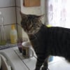 Photo de Fifie