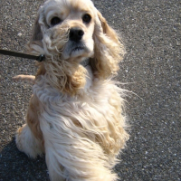 Photo de profil de Connor de la ferme des mottes dit falco