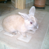 Photo de Doudou