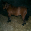 Photo de Kiwi