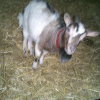 Photo de Lola