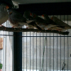 Photo de Mes mandarins males/femelles