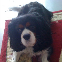 Photo de profil de Lady