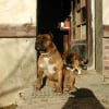 Photo de Puncho