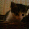 Photo de Maho