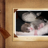 Photo de profil de Pantoufle