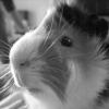 Photo de Cazoo [ cazou ]