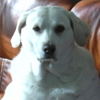 Photo de profil de Indy