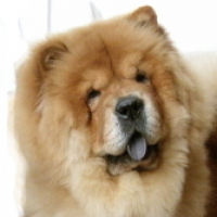 Photo de profil de Coco