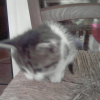 Photo de Mango