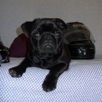 Photo de profil de Pilou