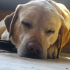 Photo de Lupio