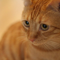 Photo de profil de Lootah