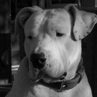 Photo de profil de Spike