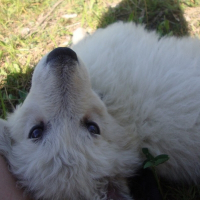 Photo de profil de Marley
