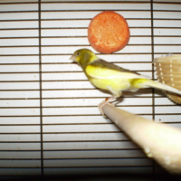 Photo de profil de Tipiou-hannibal