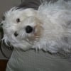 Photo de Dipsy, West Highland White Terrier