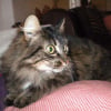 Photo de Chataigne