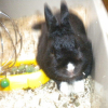 Photo de Biscuit