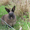 Photo de Berlioz