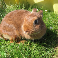 Photo de profil de Biscotte