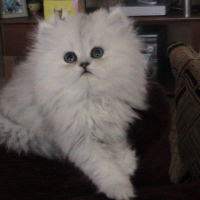 Photo de profil de Flocon