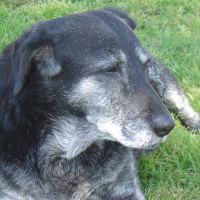 Photo de profil de Lorka