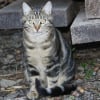 Photo de Pèpère