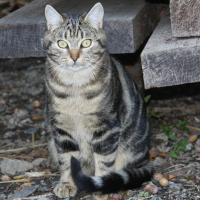 Photo de profil de Pèpère
