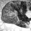 Photo de Sonie