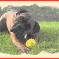 Photo de profil de Boubou