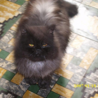 Photo de profil de Galibot