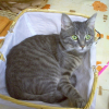Photo de Zazou