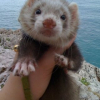 Photo de Django el fureto, Furet