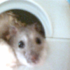Photo de Chouchoutte