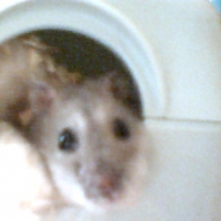 Photo de profil de Chouchoutte