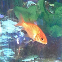 Photo de profil de Glougloups