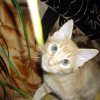 Photo de Totor