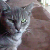 Photo de profil de Ragonette