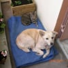 Photo de Choupette
