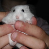 Photo de Chouppette