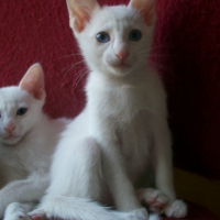 Photo de profil de Flêche