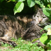Photo de Snoopi