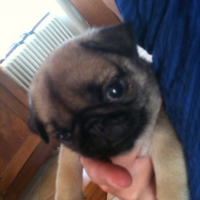 Photo de profil de Fleur