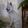 Photo de Diesel